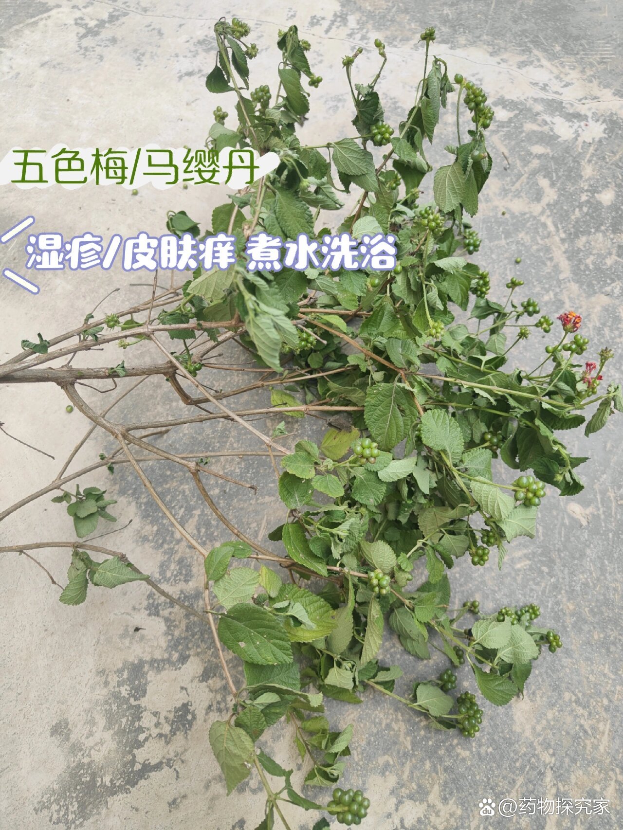 狗屎花 洗澡图片