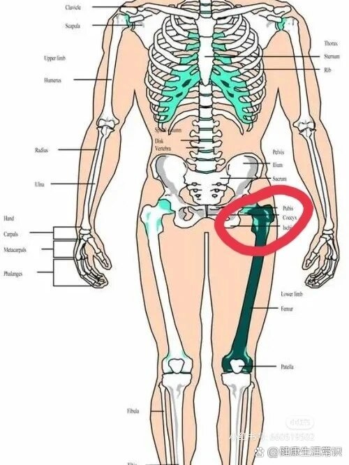 左腿大腿根部与胯连接处疼