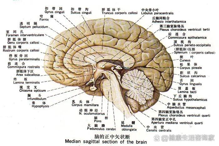 医学生笔记