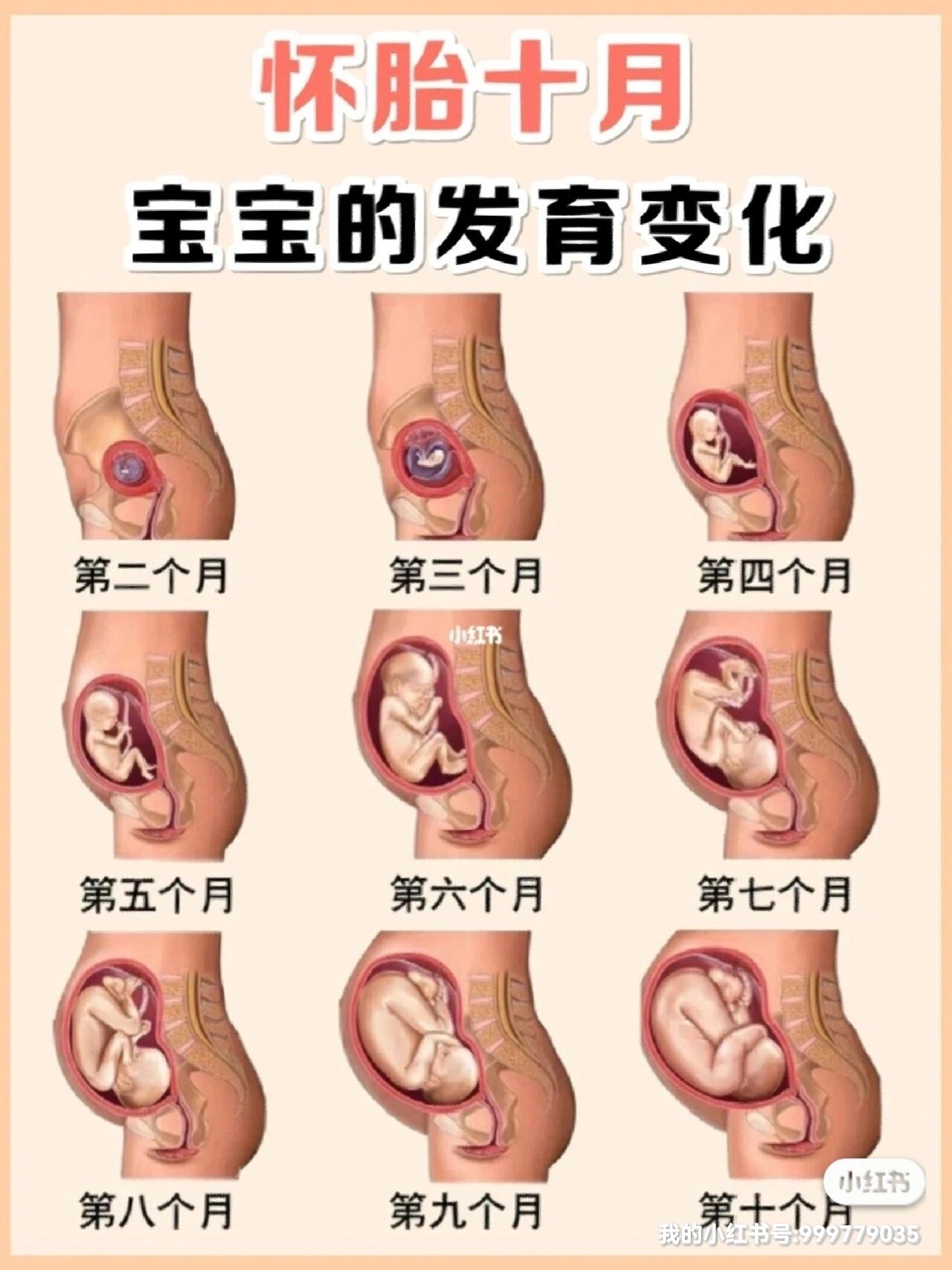 宝宝10周发育图片图片