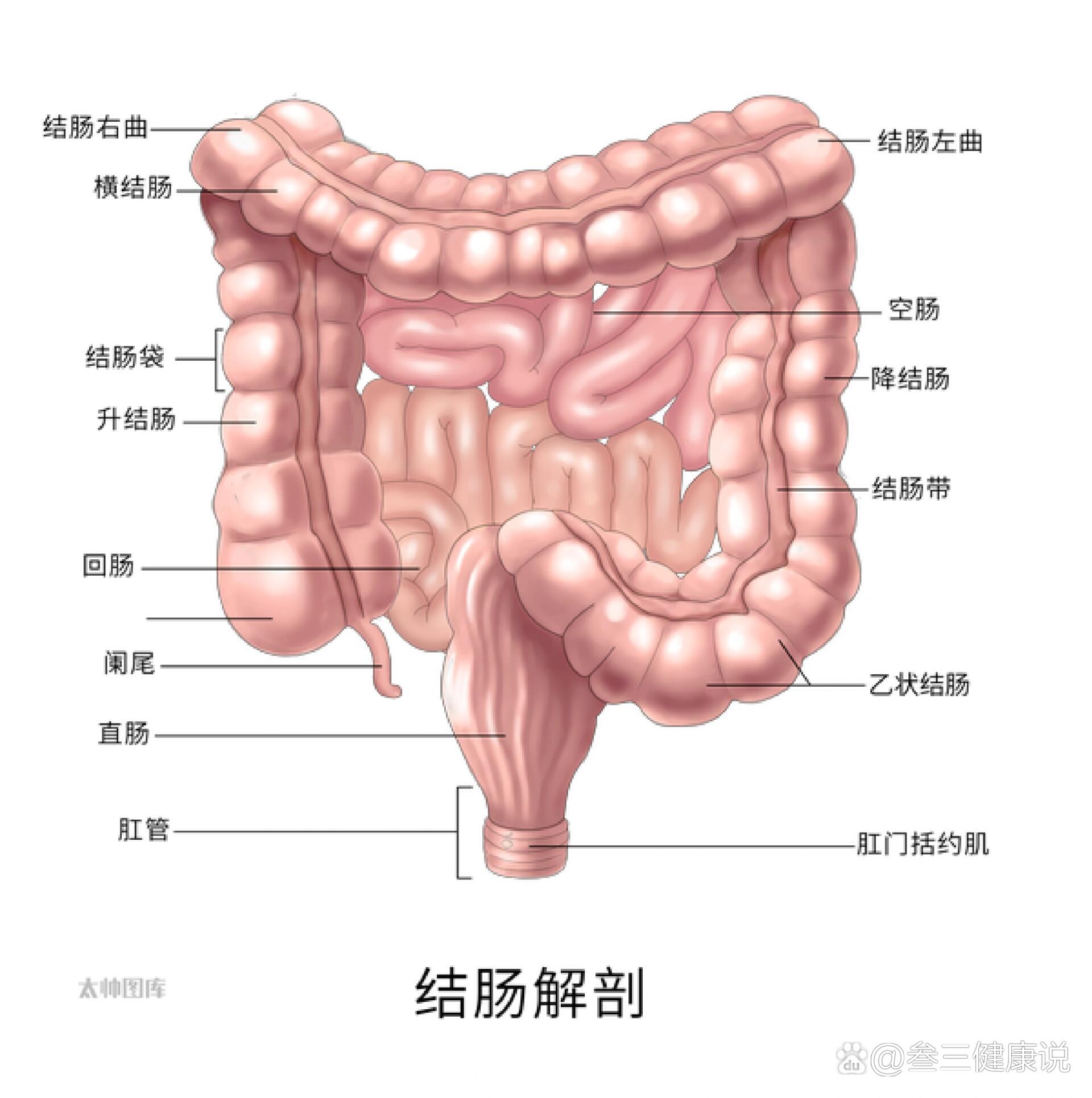 结肠镜单人操作技巧