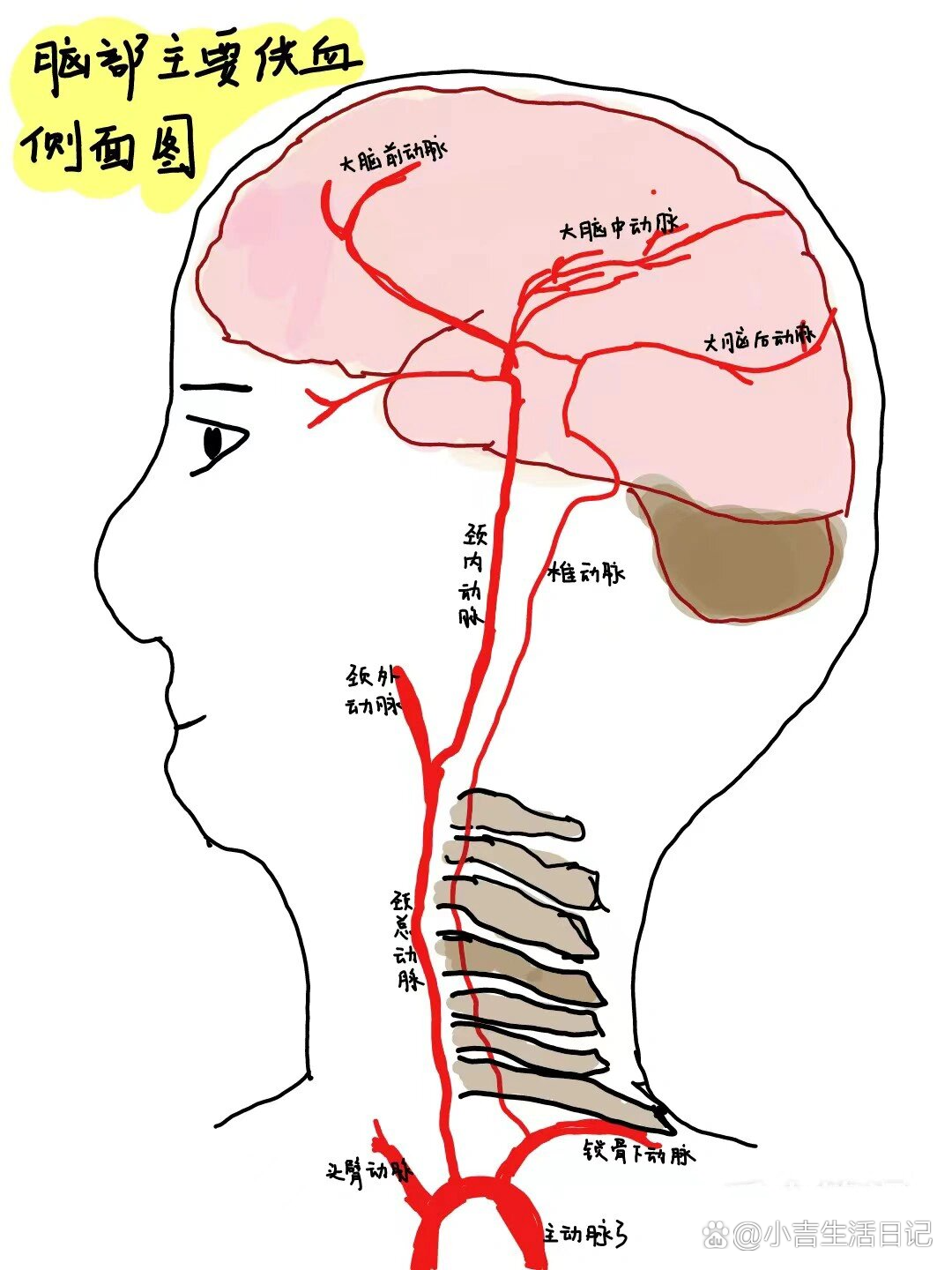 脑血管走行图图片