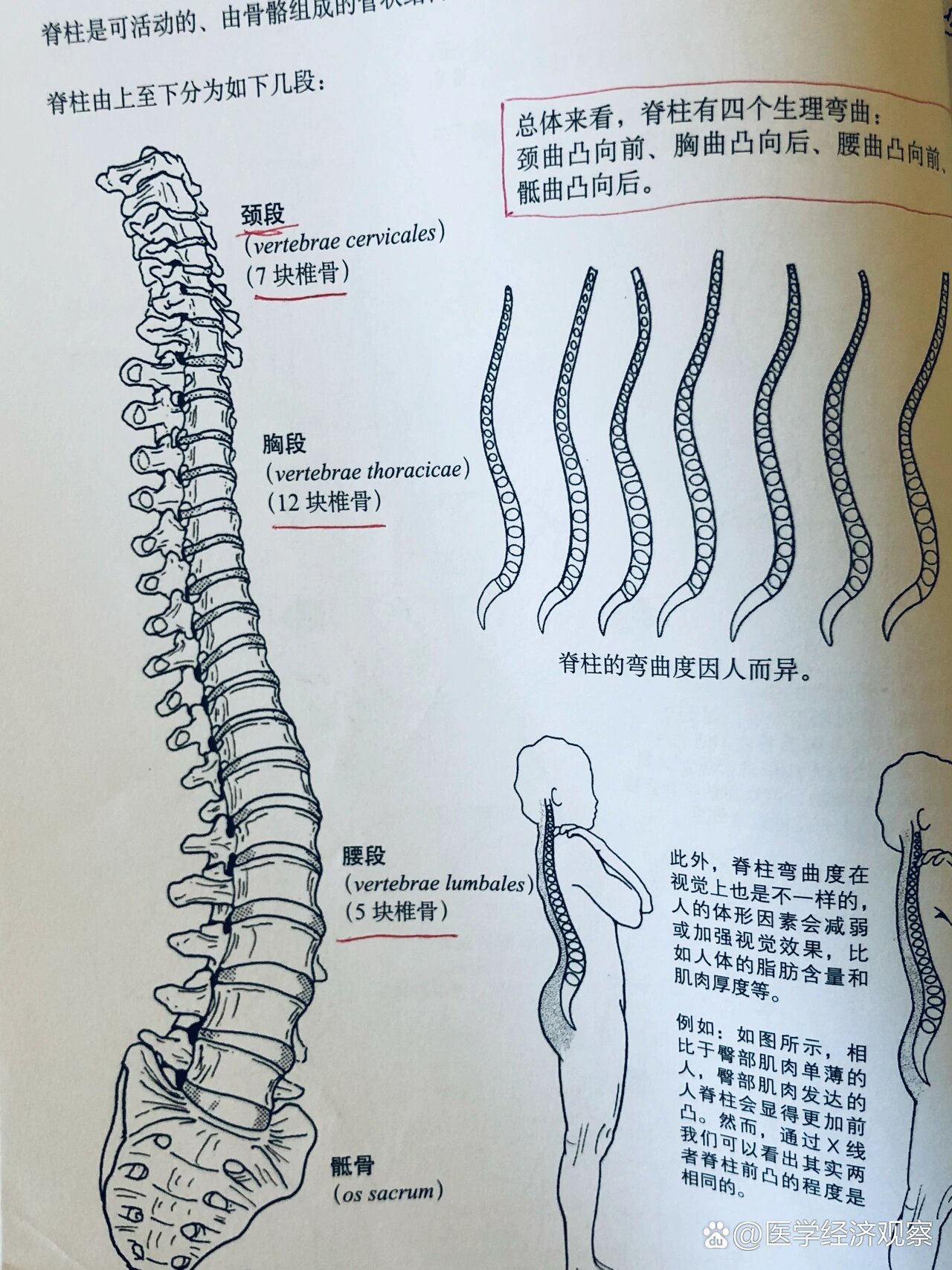 脊柱的详细解剖