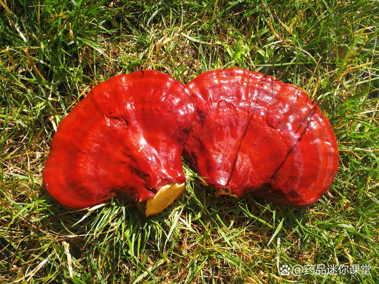 北美稀有野生红灵芝,也叫赤灵芝.