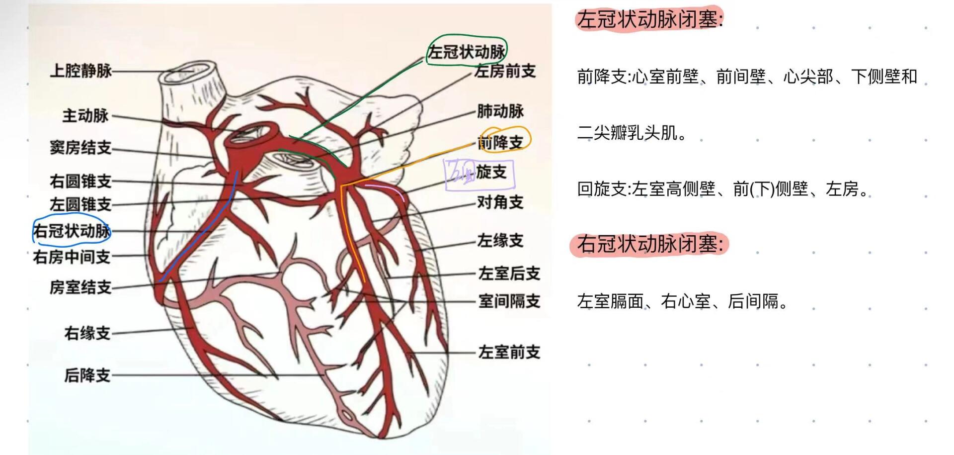 冠脉血管解剖图和分段图片