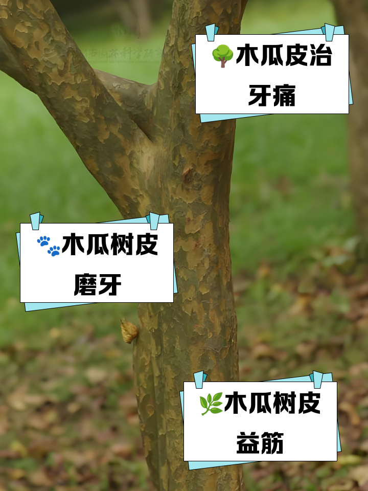 木瓜树皮的作用与功效