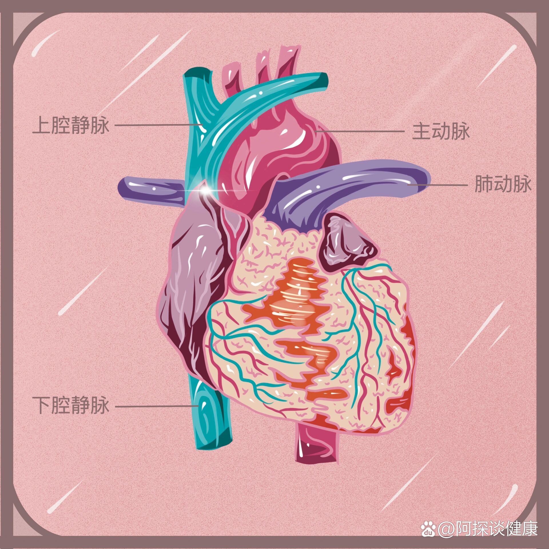 90肺动脉,97上下腔静脉 br br>心脏共有4个腔室:左心室,右