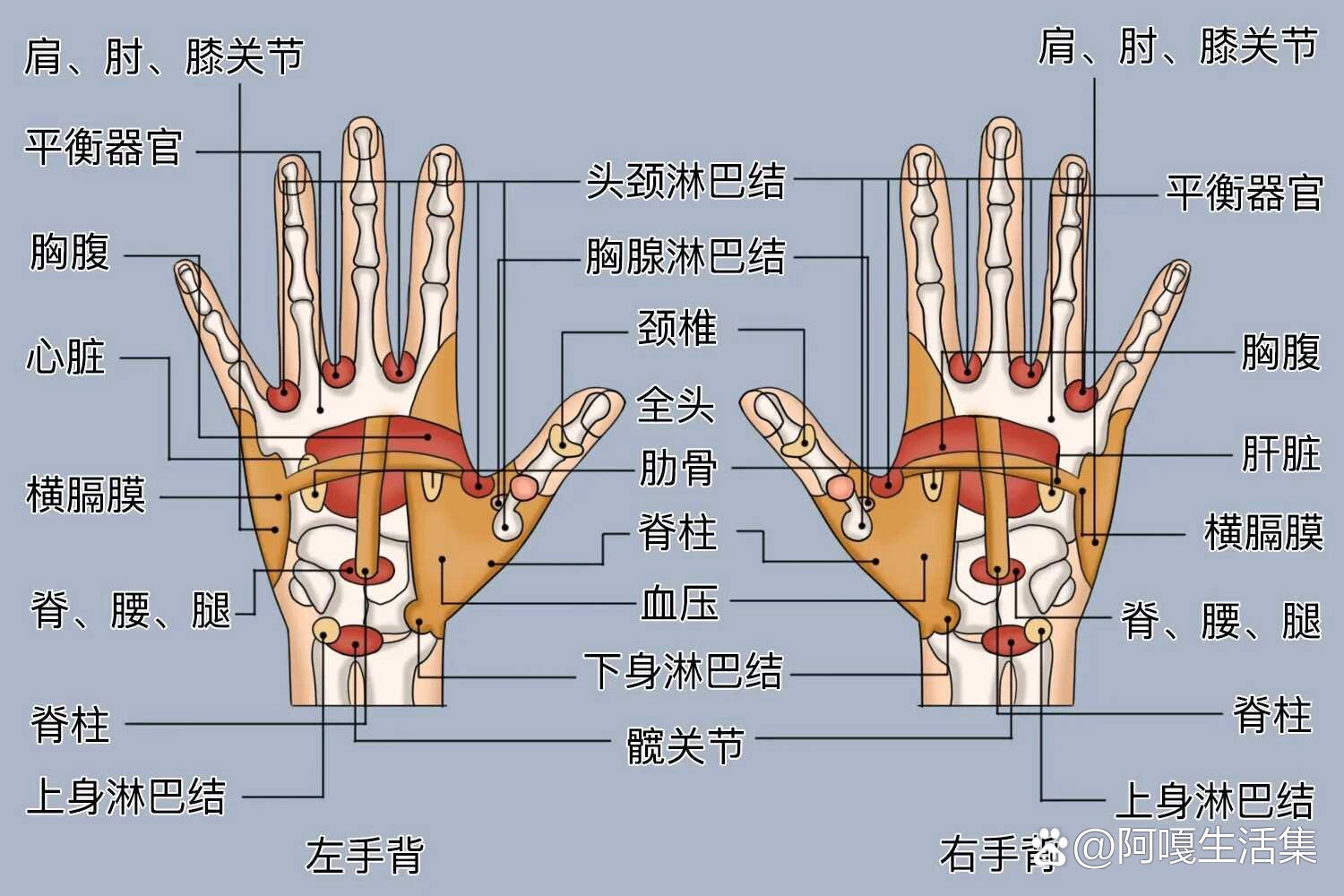 手部反射区