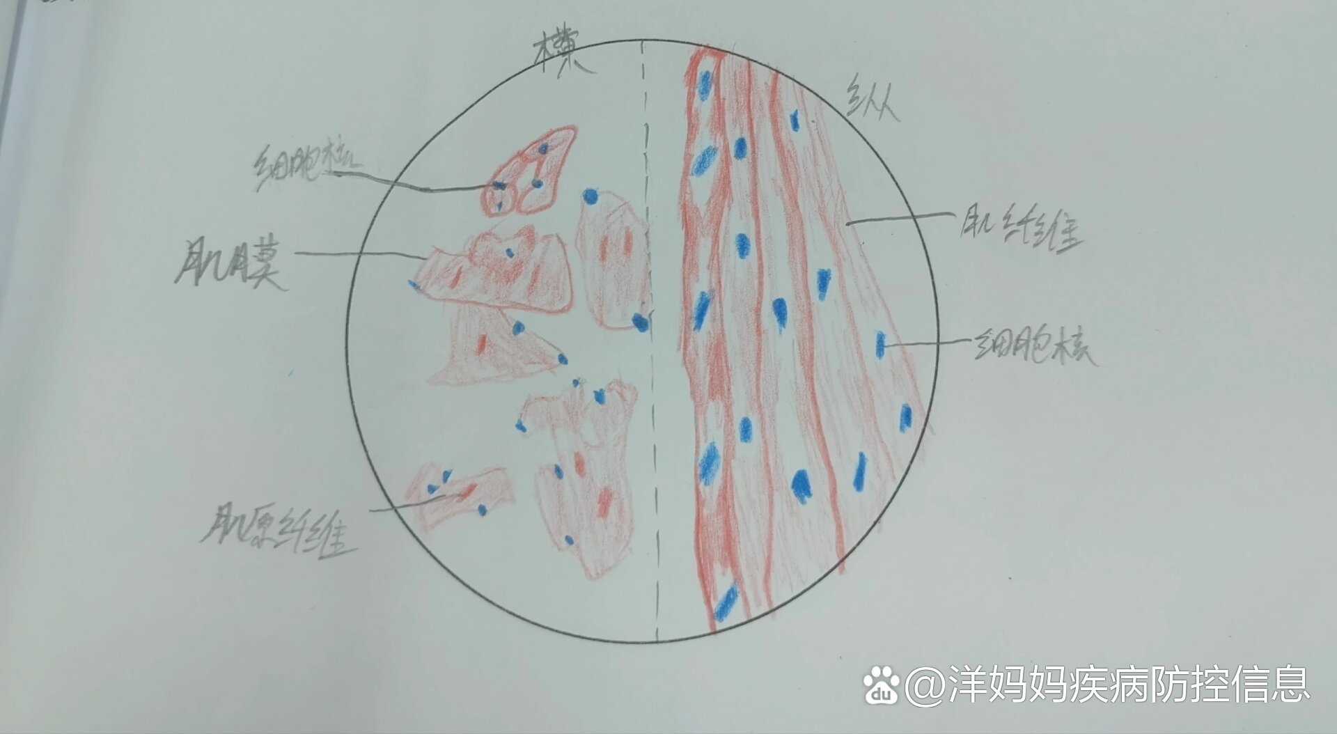 松雌球果纵切手绘图图片