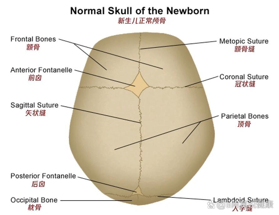 顶骨与额骨间为冠状缝  br>枕骨与顶骨间为人字缝  br>颞骨与顶骨间为