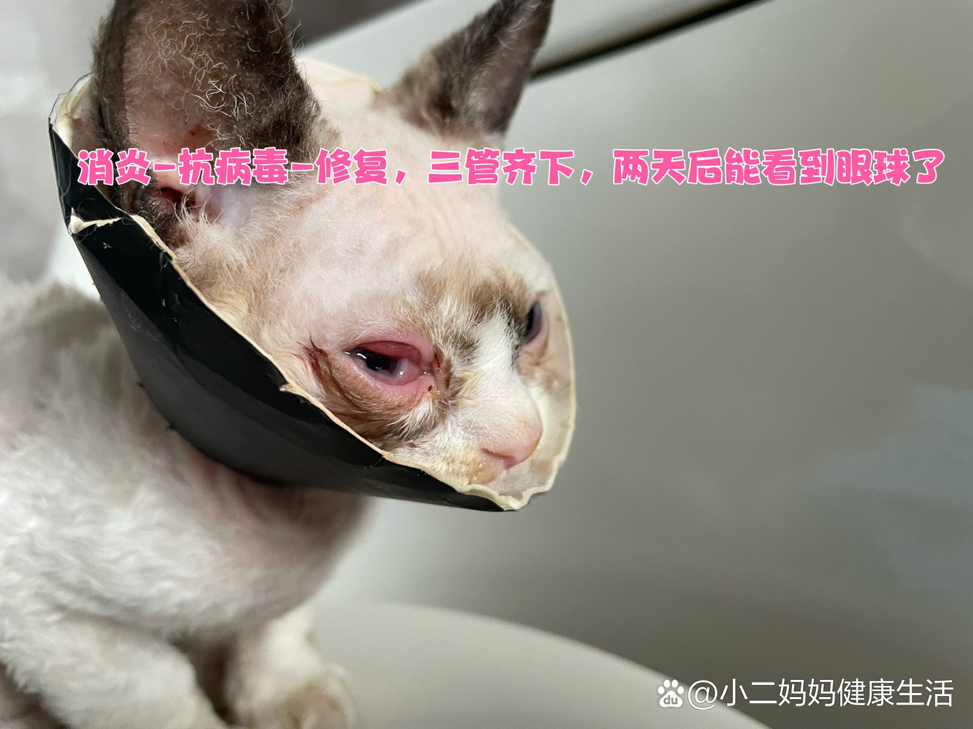 猫鼻支结膜炎图片