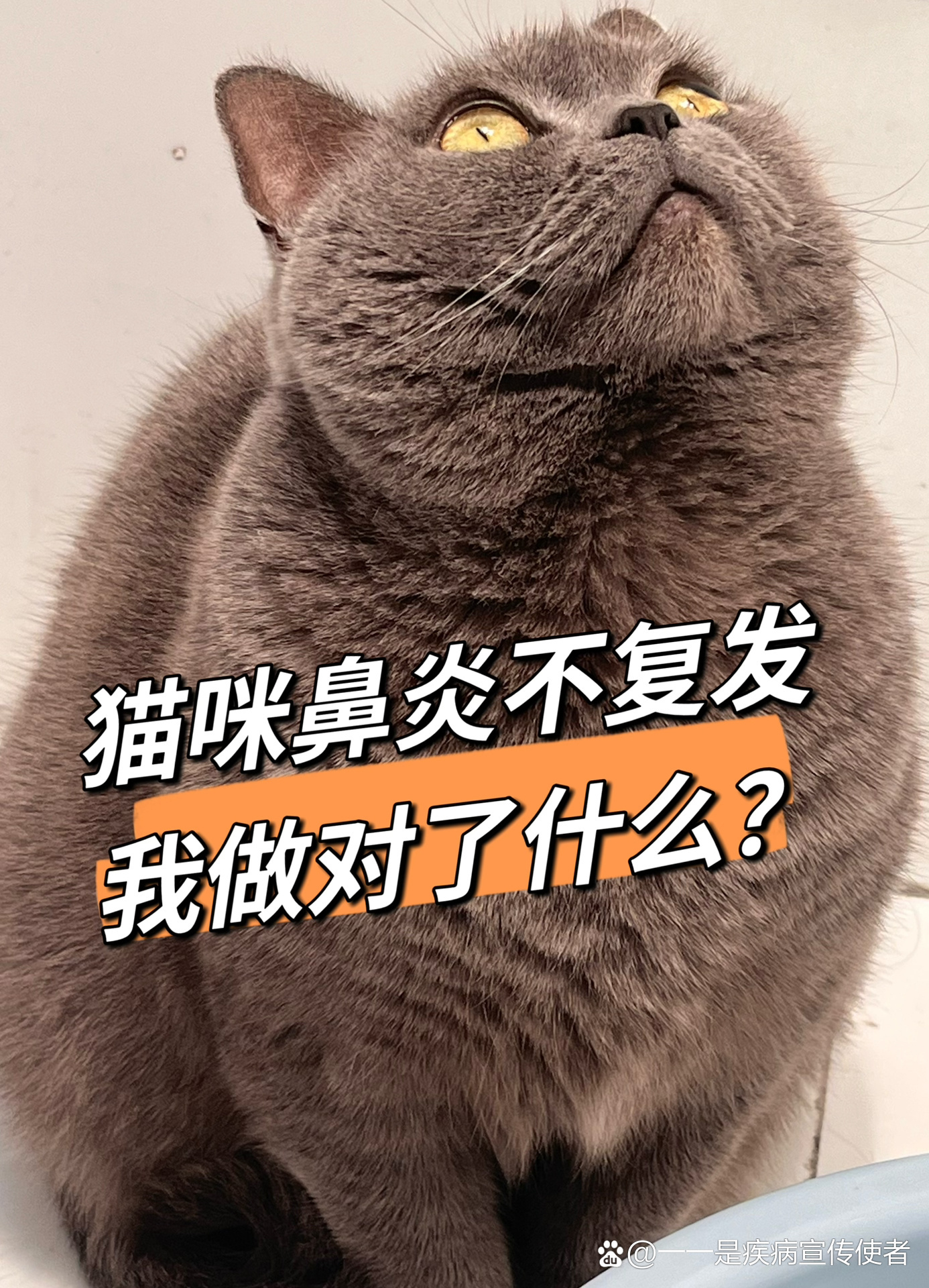 猫咪鼻炎痊愈,我做对了什么?