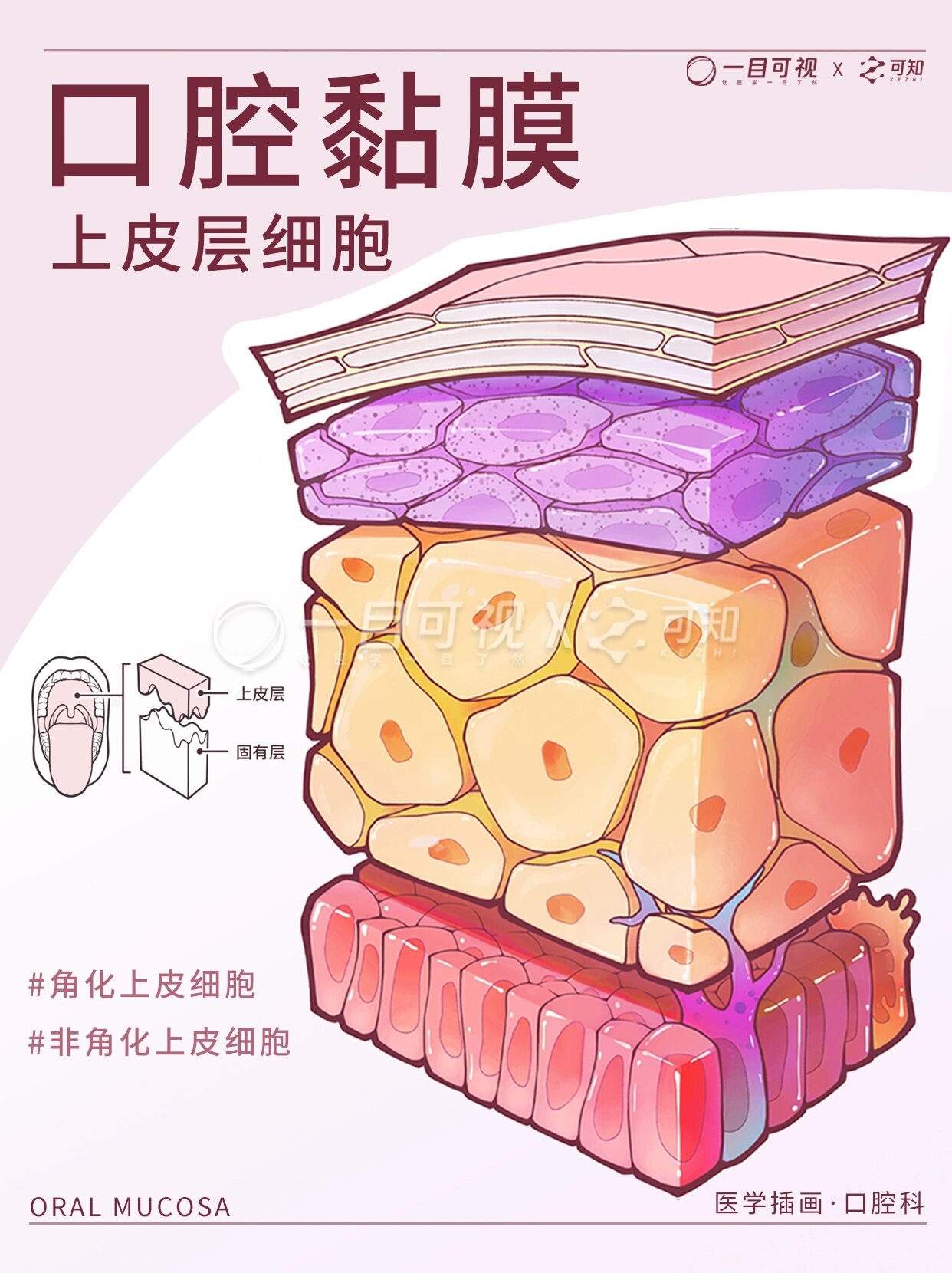 软腭黏膜组织结构图图片