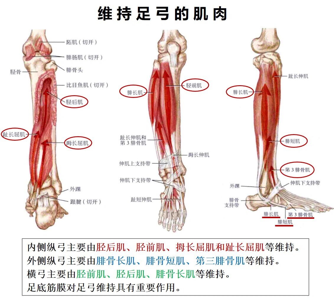 (一)足弓解剖|人体足弓的结构组成