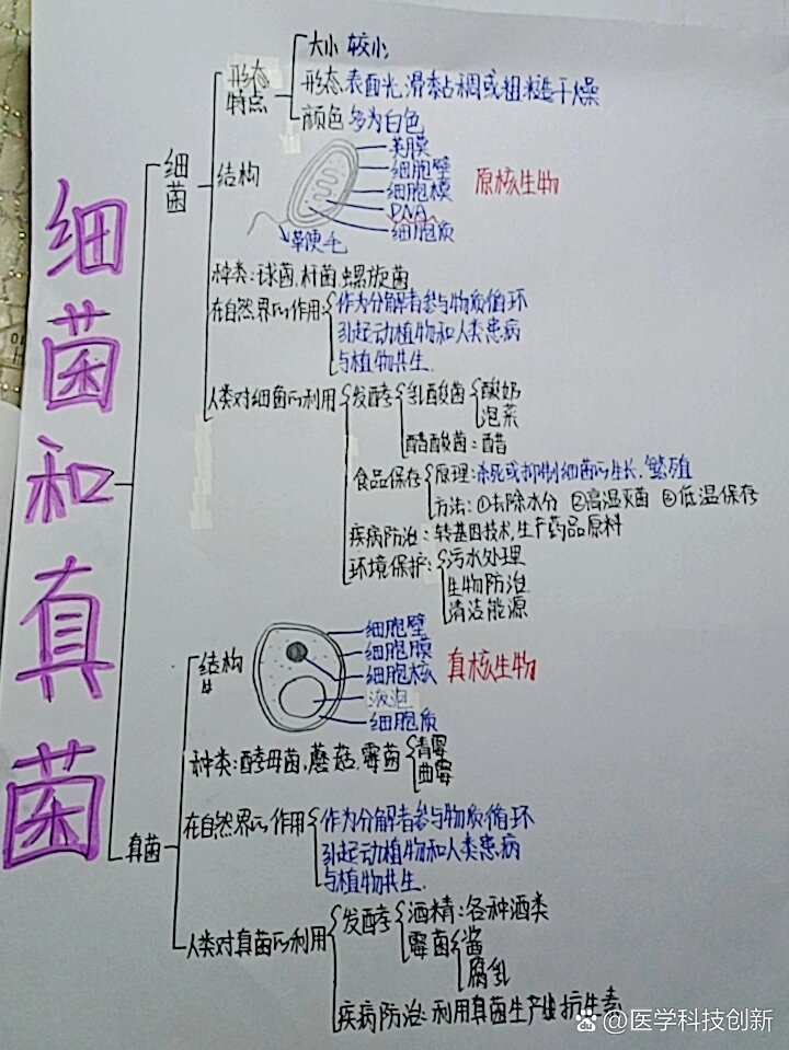 细菌的思维导图. 简单图片