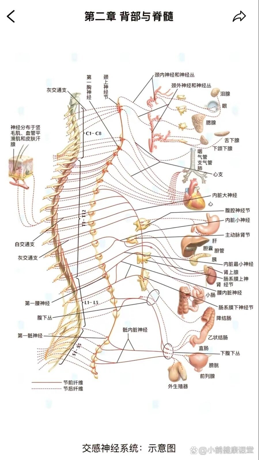 脊髓的解剖示意图