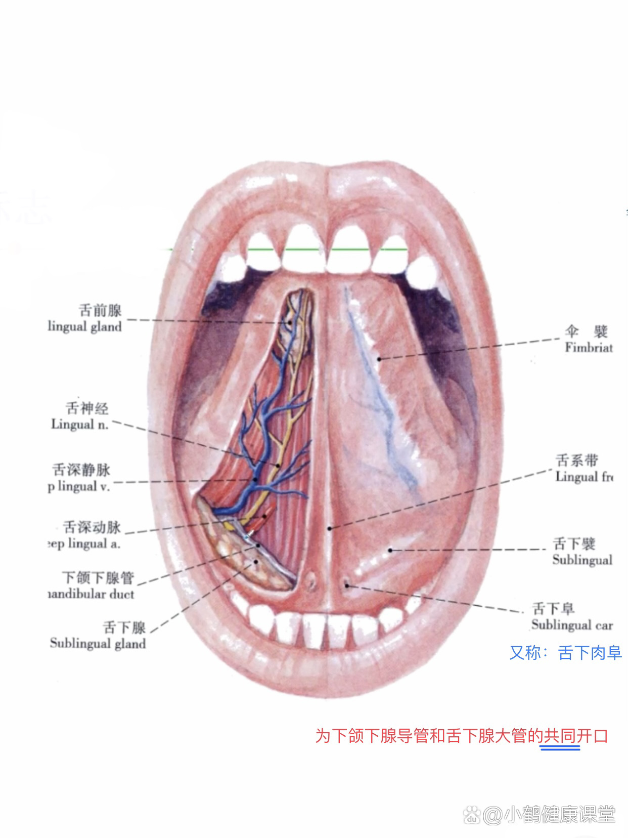 舌下构造图图片
