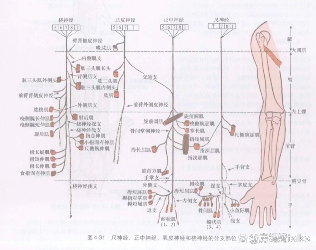 左肱骨食指神经图图片