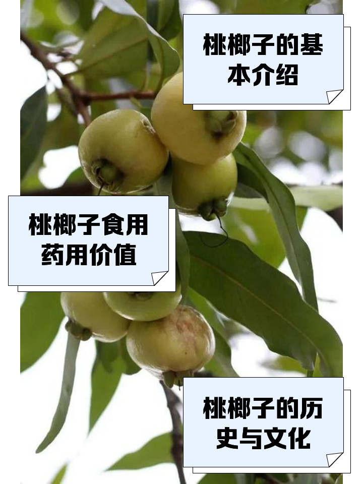 桃榔子