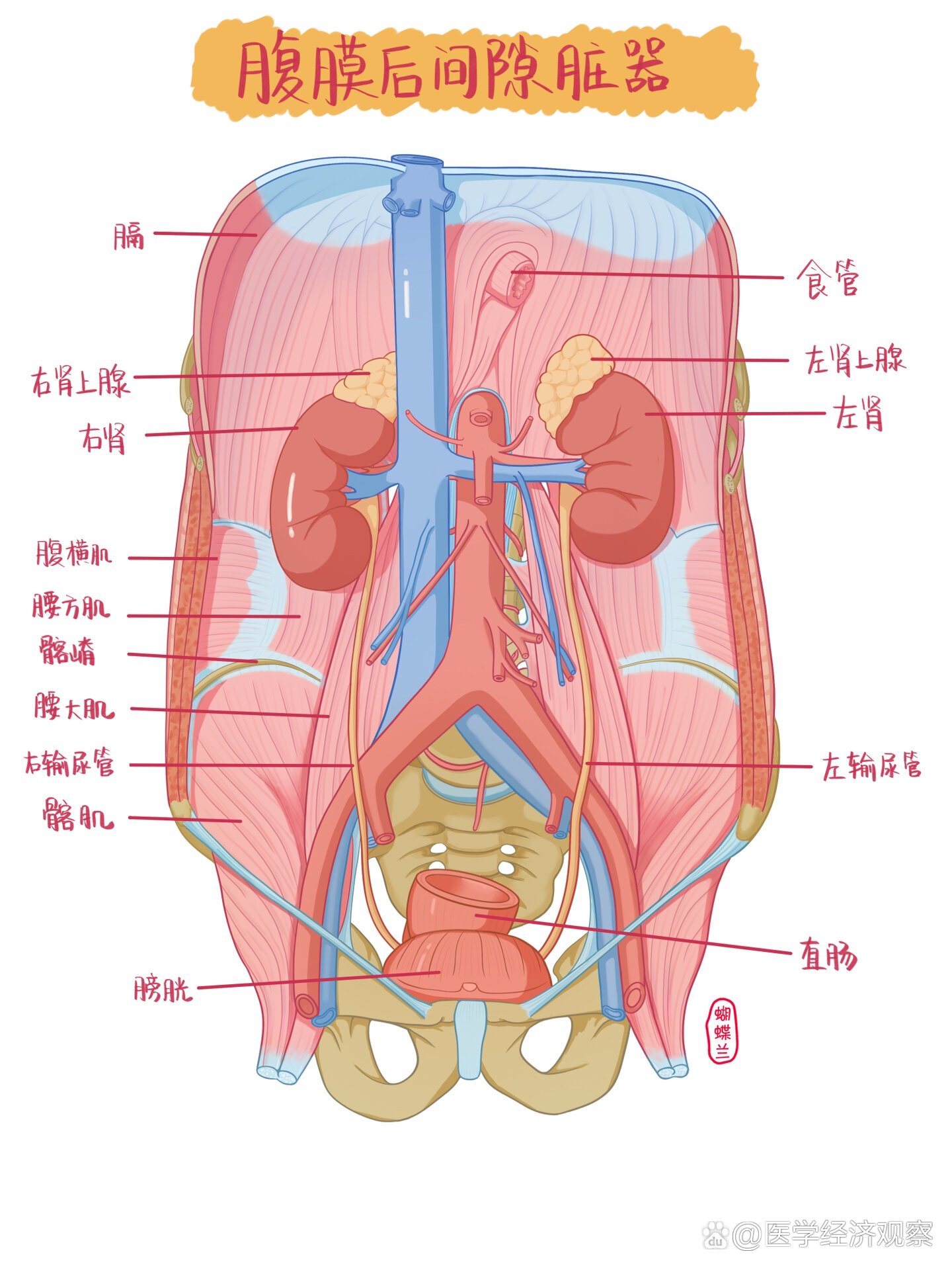 abdominal region br 腹膜后间隙指横膈以下和盆膈以上