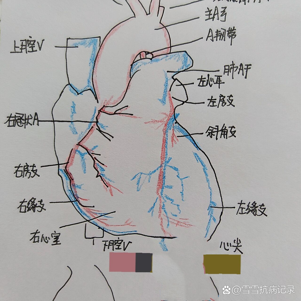  p>心脏的外形和血管(前面观) br>之前很喜欢美术,报班学习了素描.
