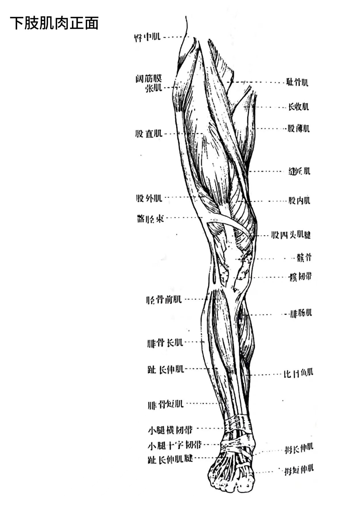 腿部肌肉示意图图片