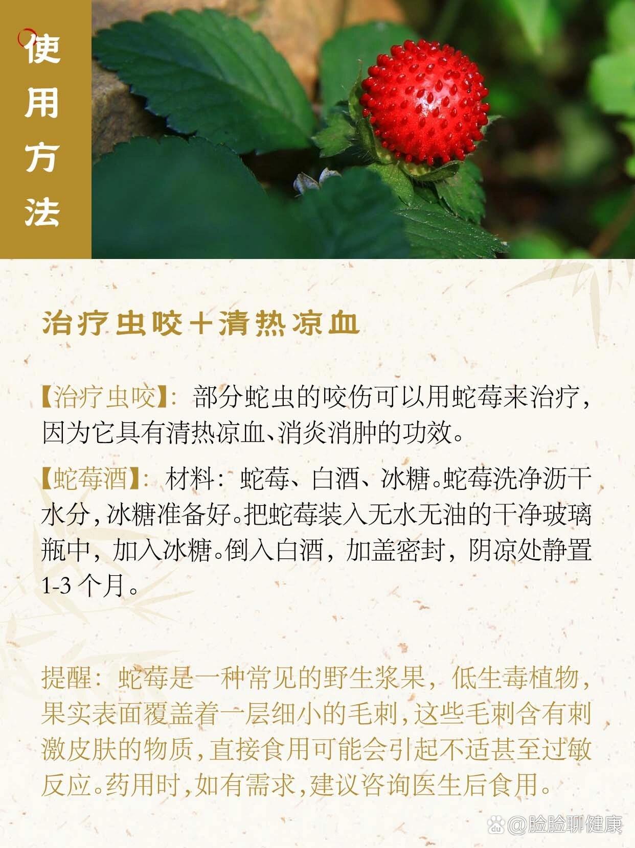每天认识一味中药材|蛇莓