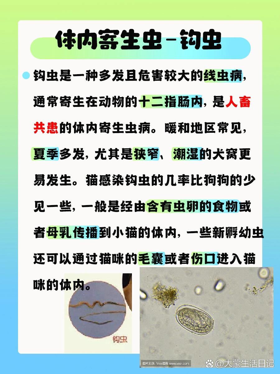 钩虫病ppt图片