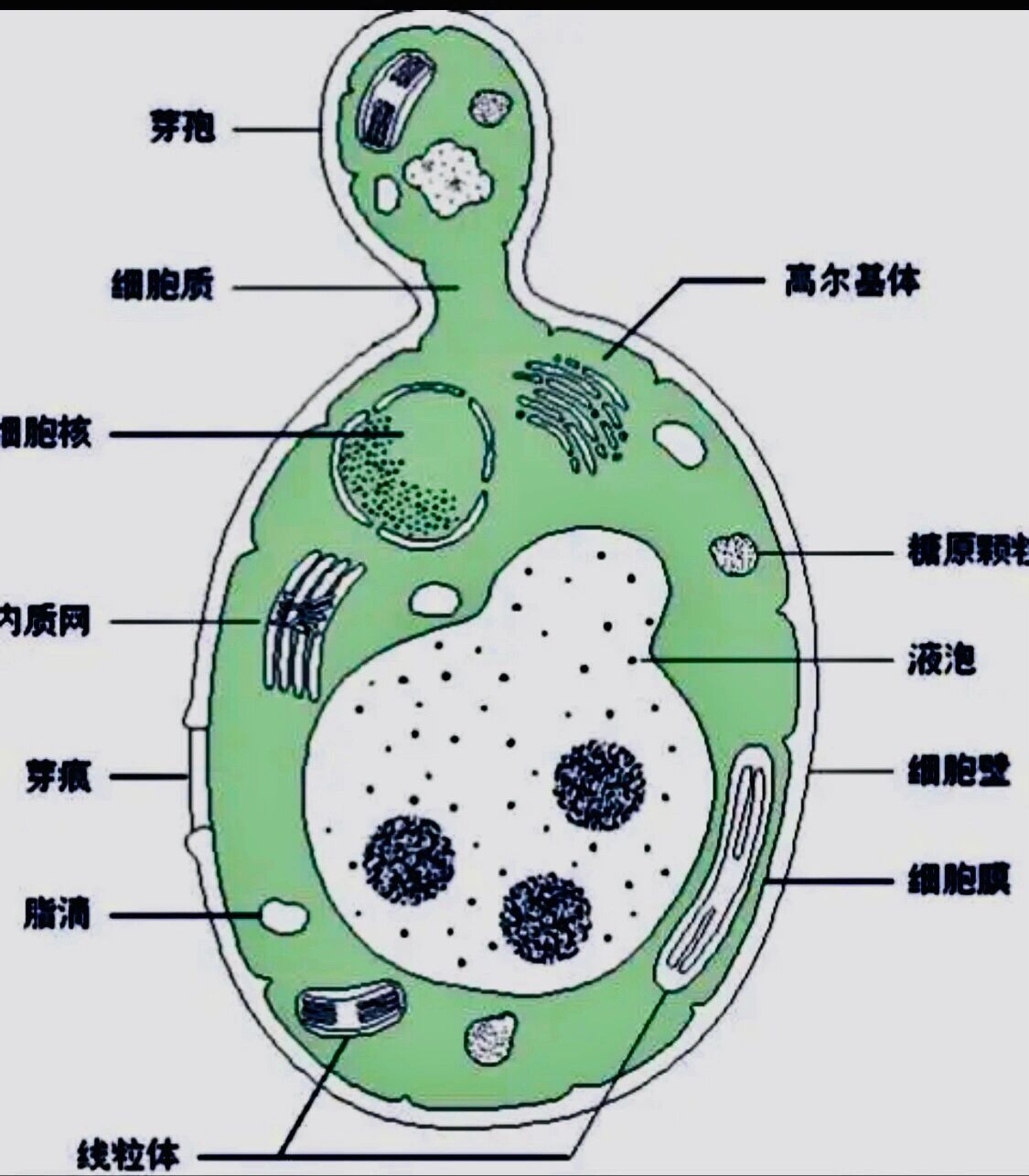 酵母菌高尔基体图片