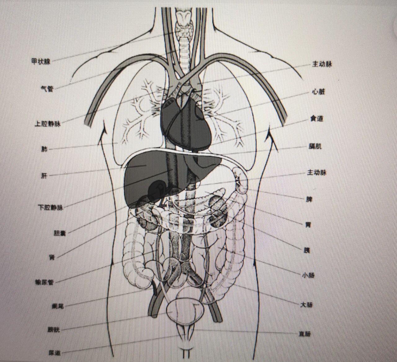 人体内脏器官位置图解图片