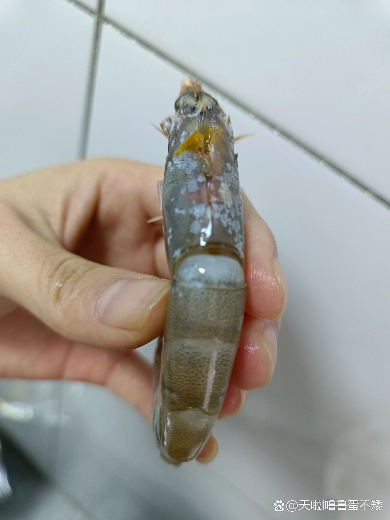 不懂就问,盐冻虾上面的白点是盐还是坏的