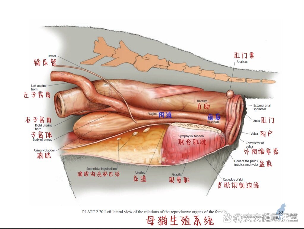 猫咪解剖之生殖篇