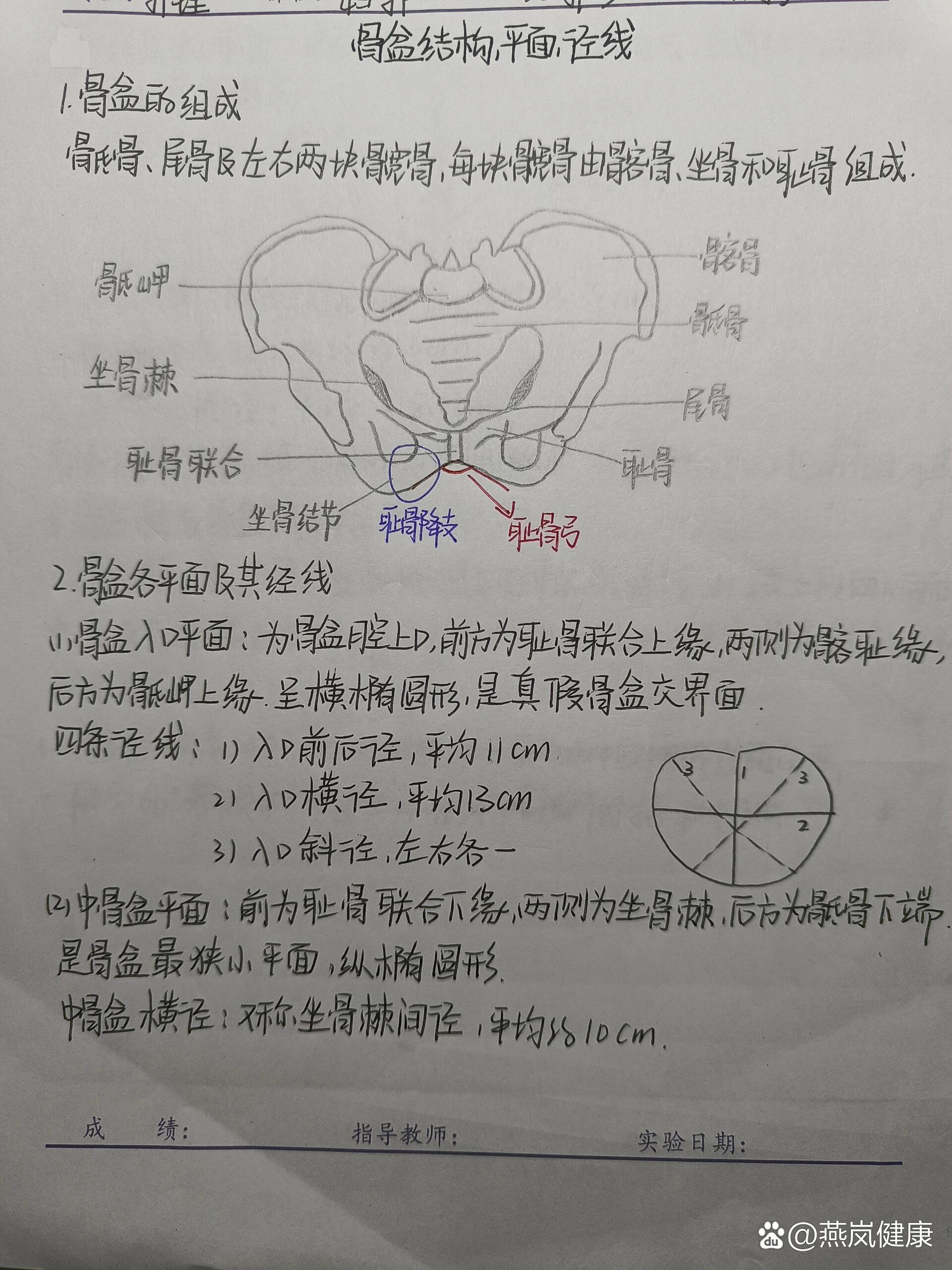 骨盆结构