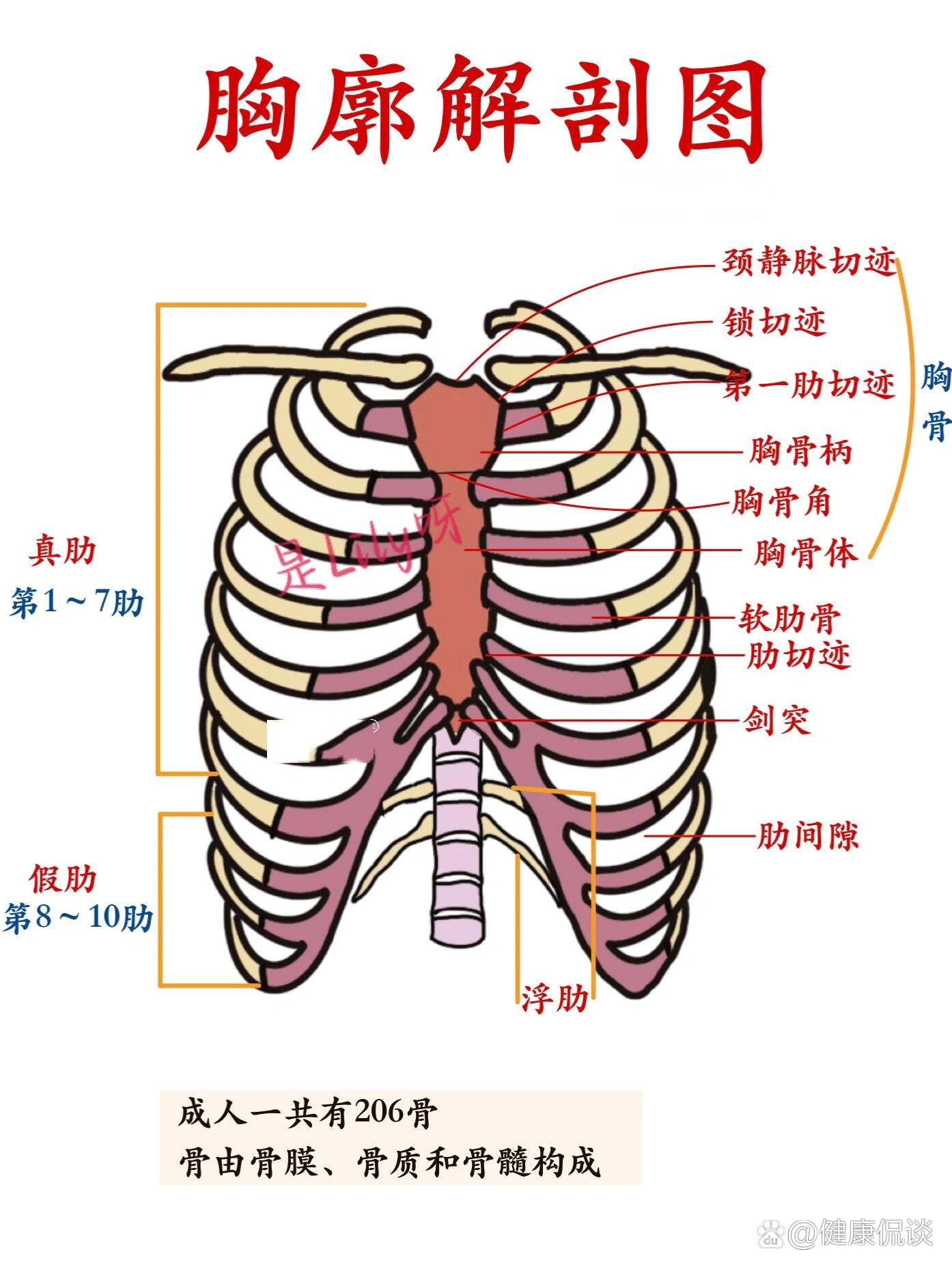 12对肋骨和软肋骨,1块胸骨以及关节和韧带装置构成,形状近视圆锥形  