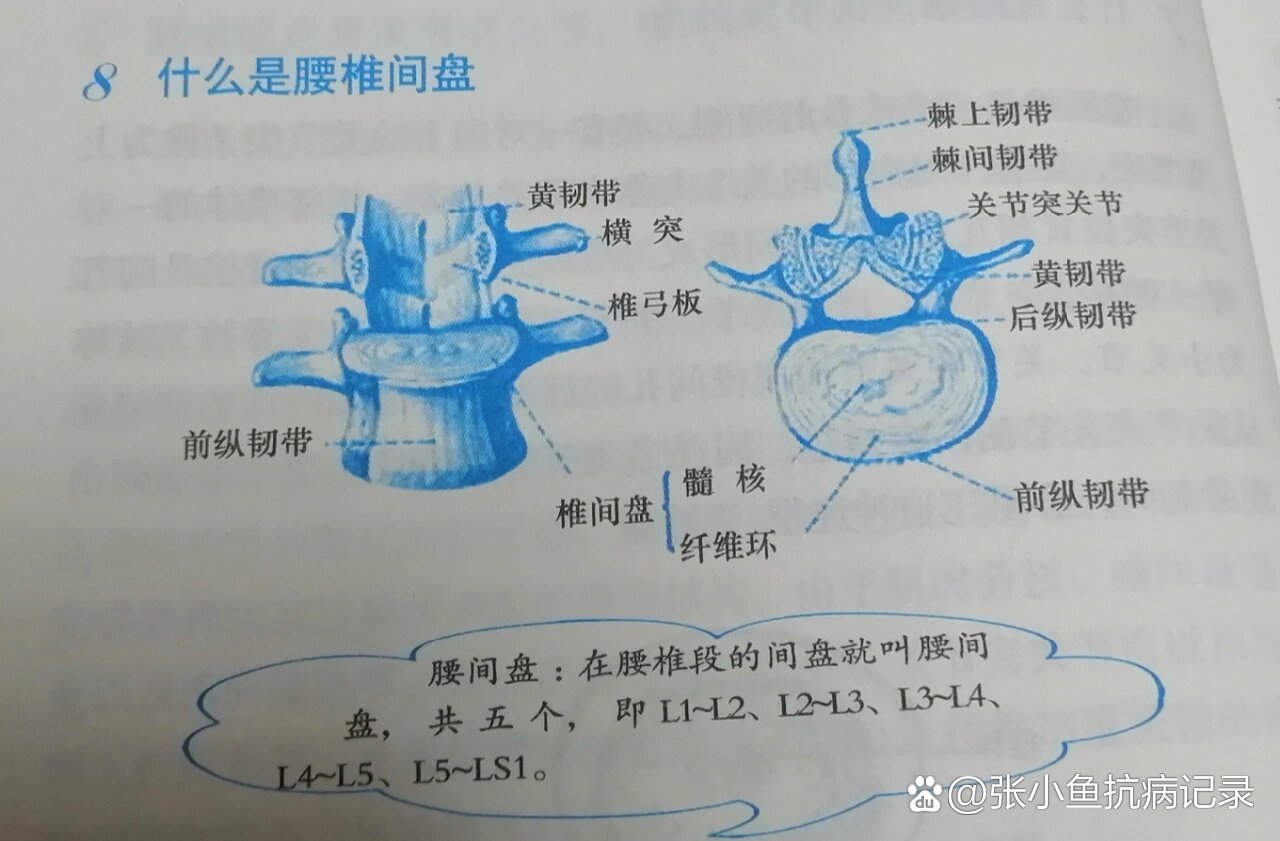 什么是椎间盘?