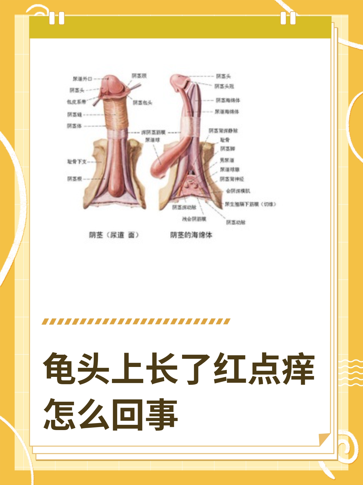 龟头长痘痘怎么回事啊图片