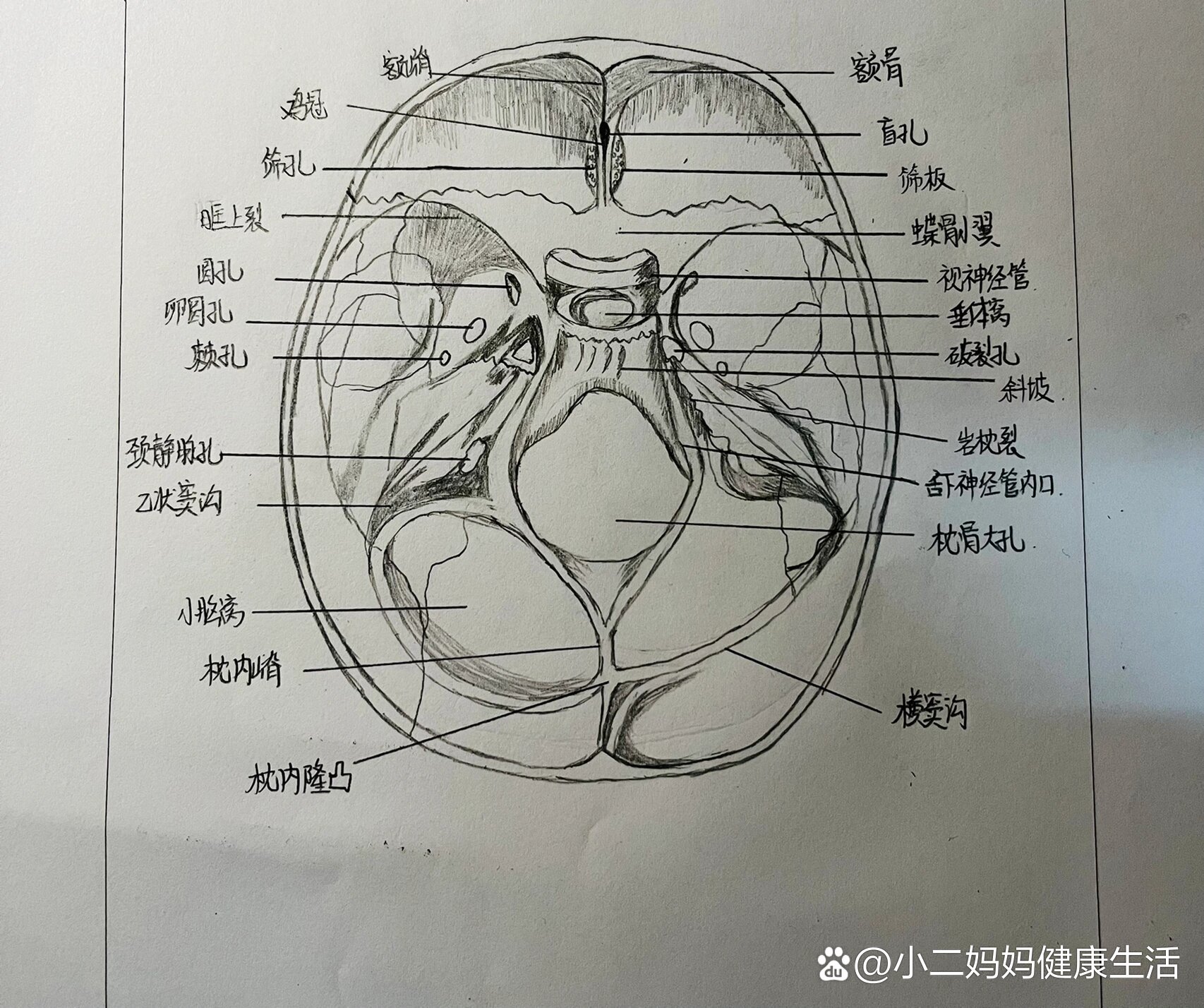 颅底内面观