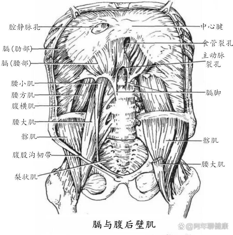 >人体有三大横向结构区  br>1,胸阔入口  br>2,横膈膜  br>3,骨盆横隔