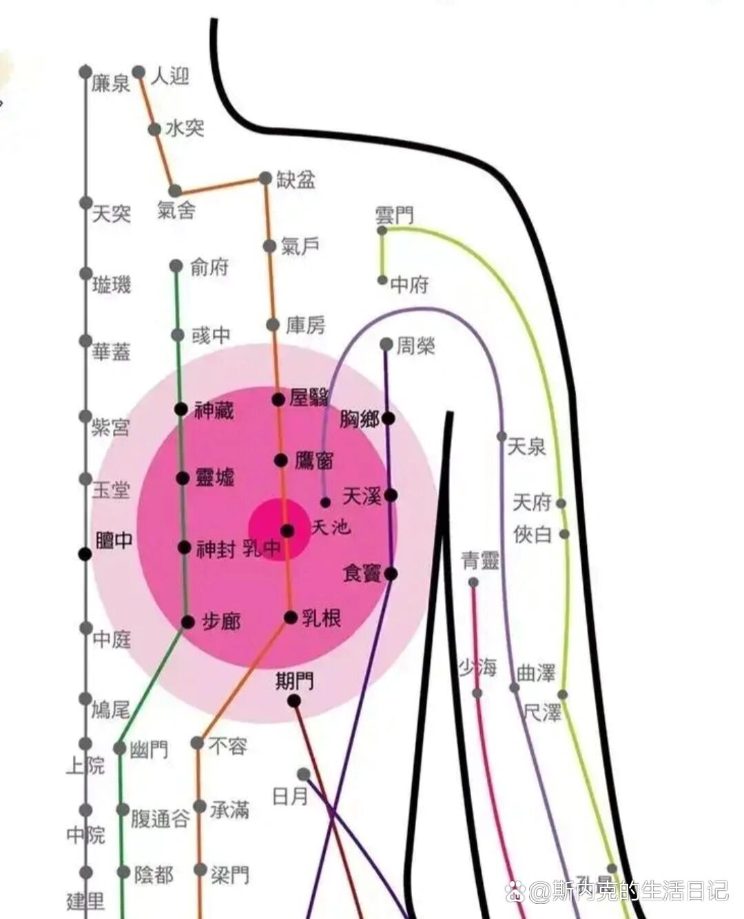 乳房九大经络位置图图片