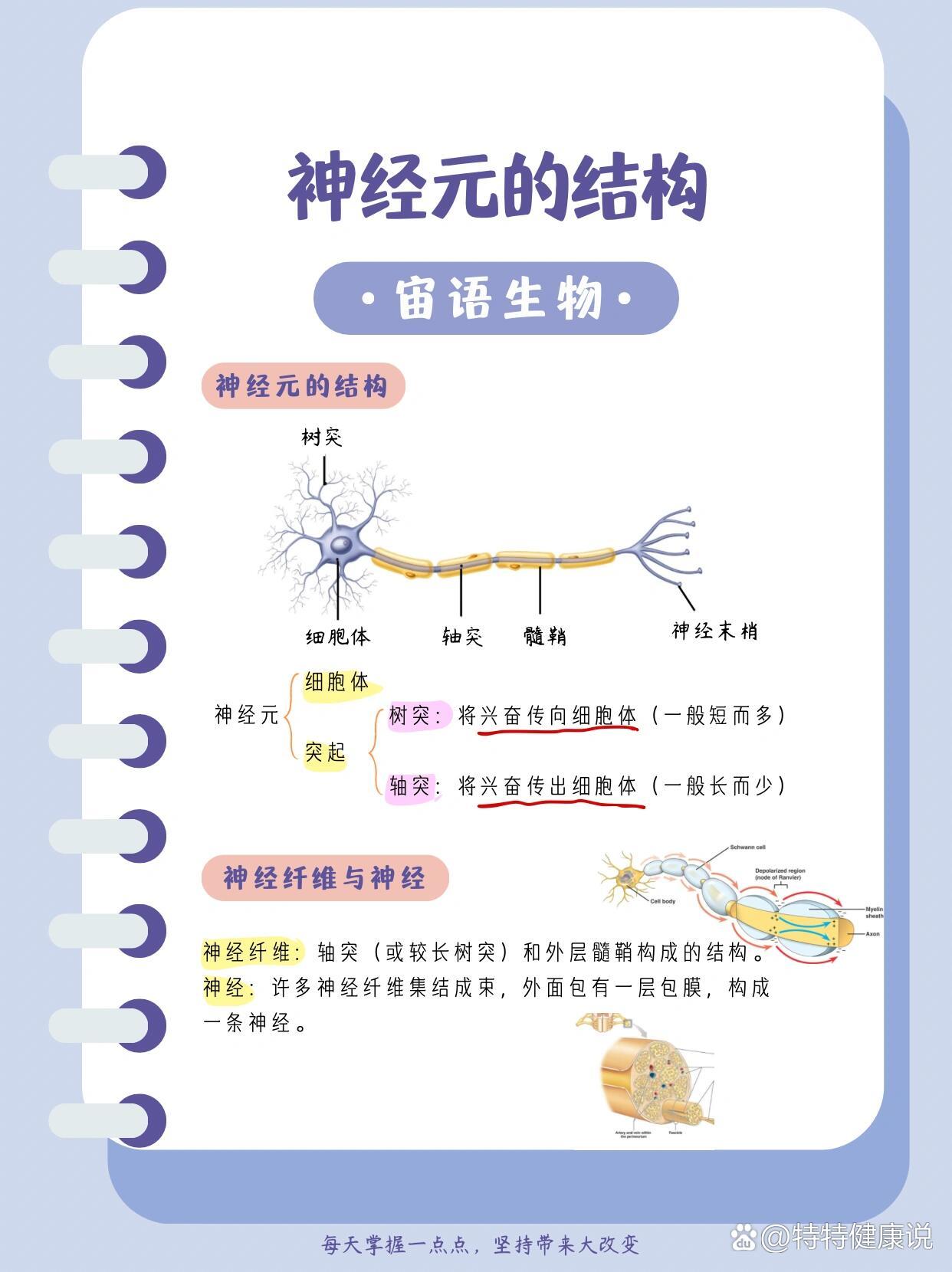 237.【宙语生物】神经元的结构