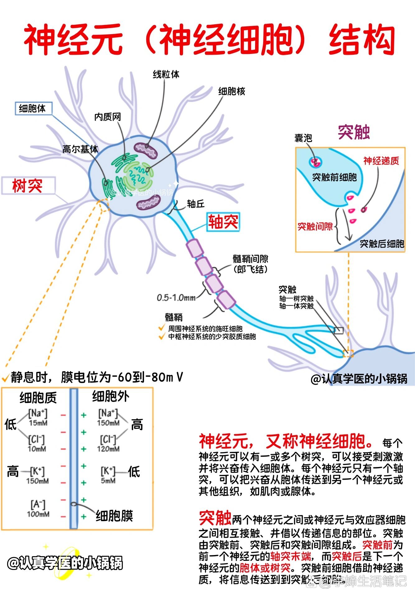 神经元