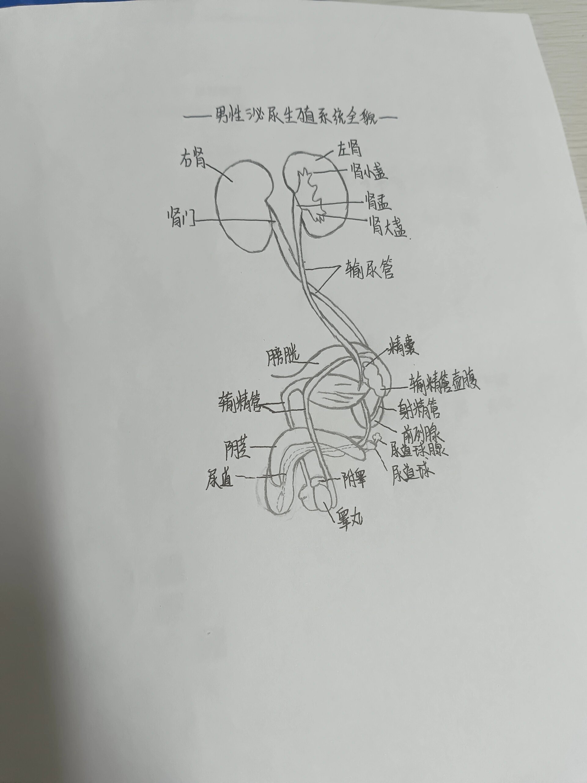 泌尿系统解剖图