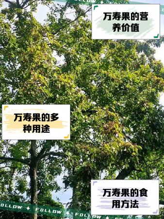万寿果