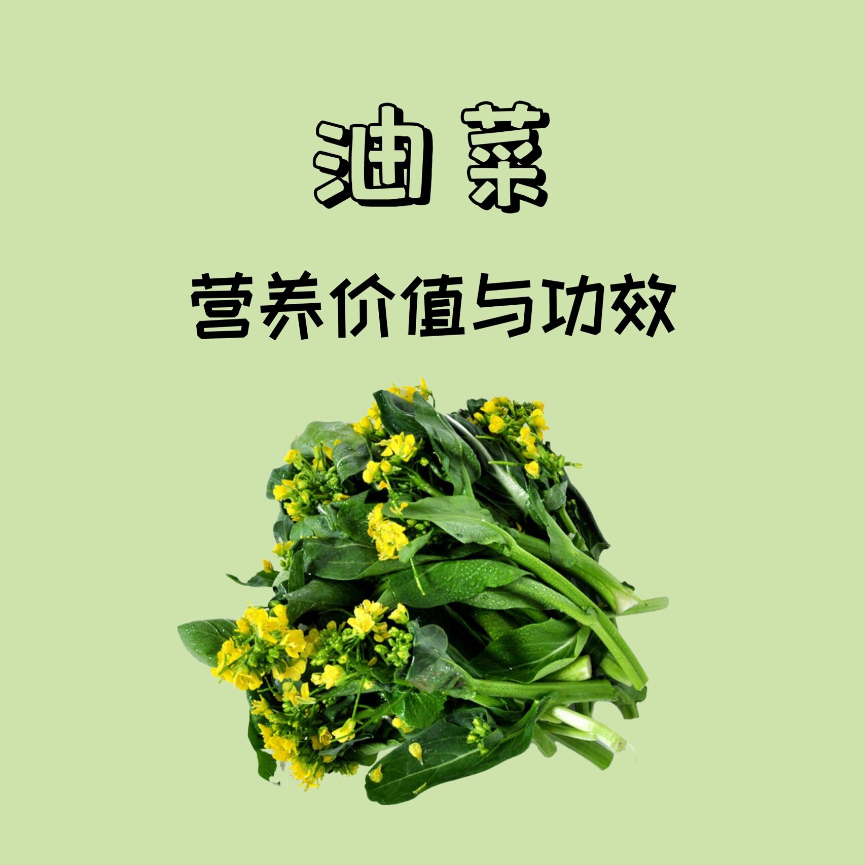 油菜的功效图片