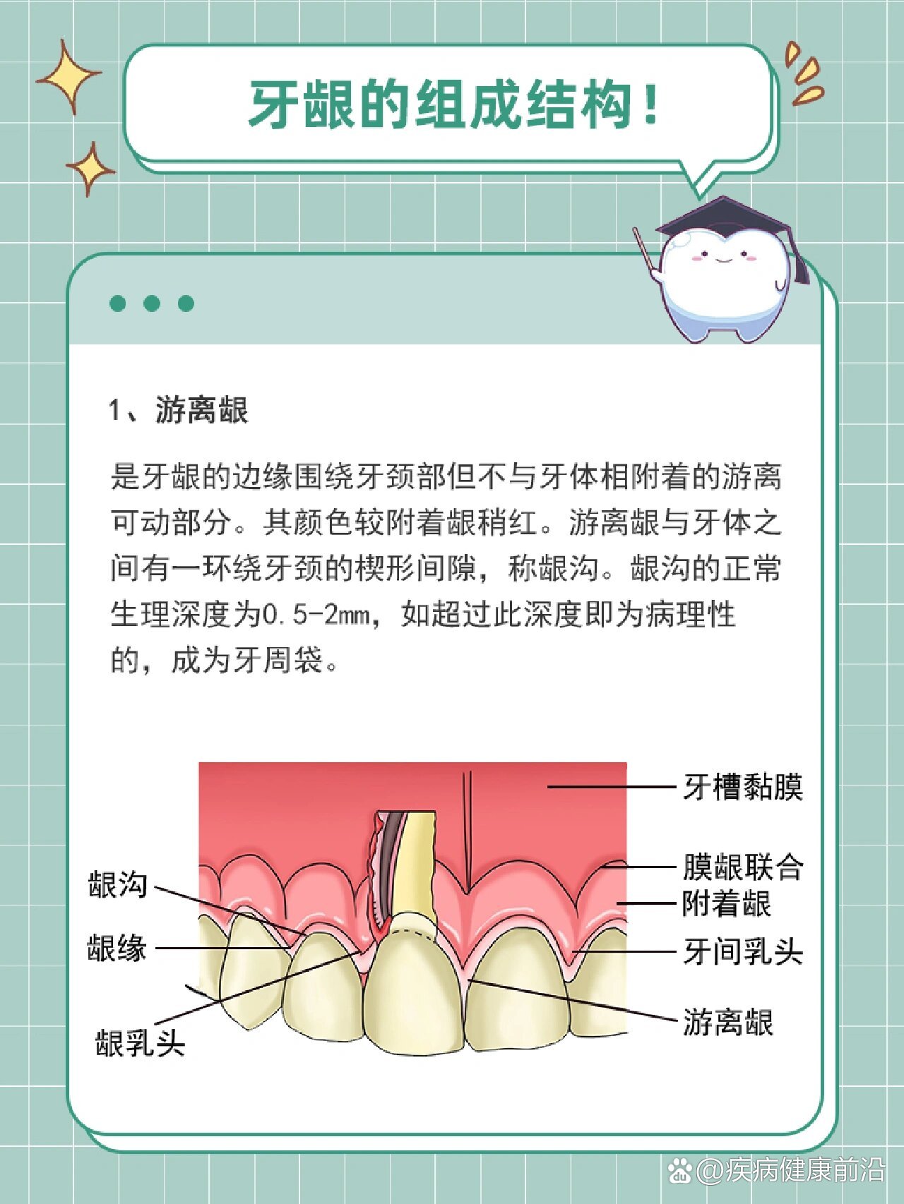 牙床解剖图图片