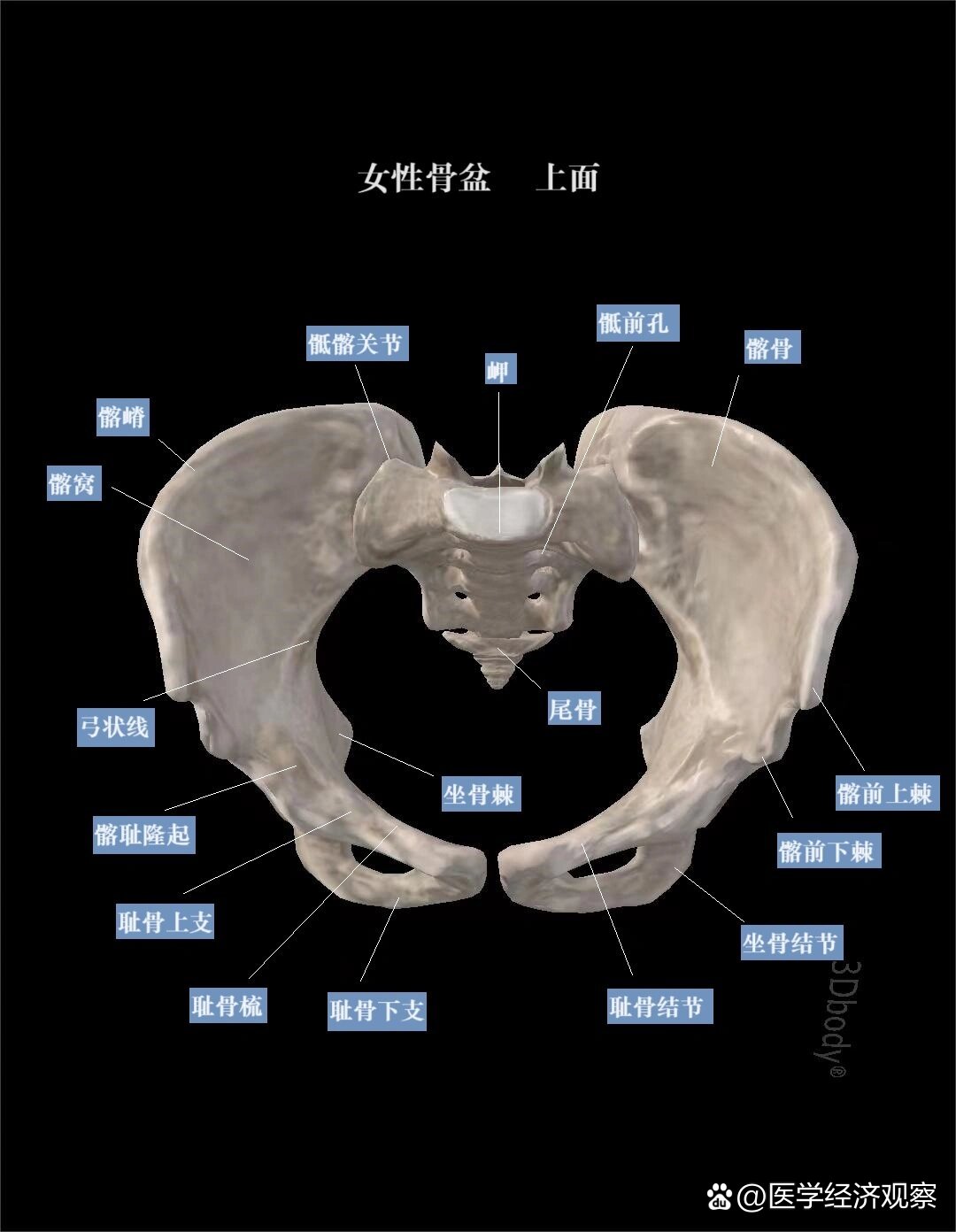 儿童骨盆解剖图图片