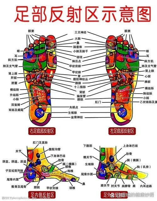 大脚趾脑垂体反射区图片