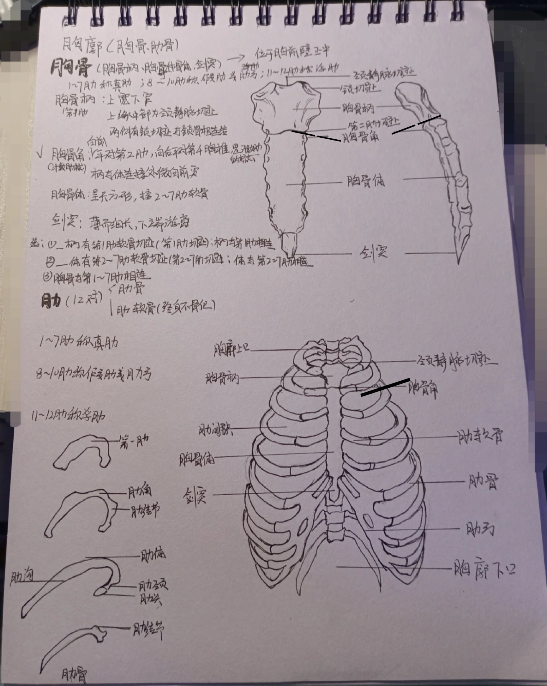 剑突体表图片