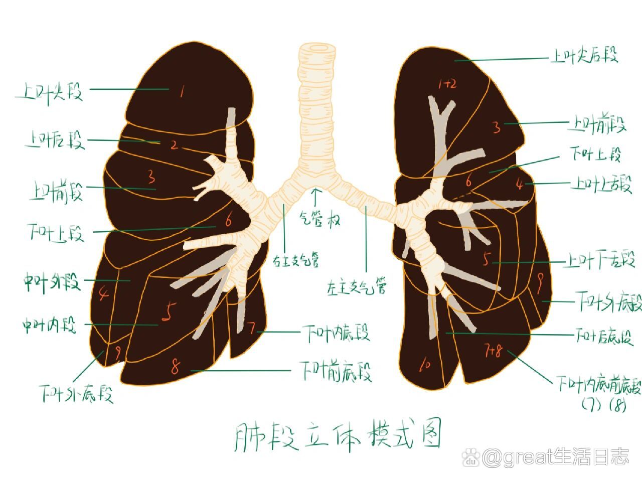 手绘肺部分段解剖图615