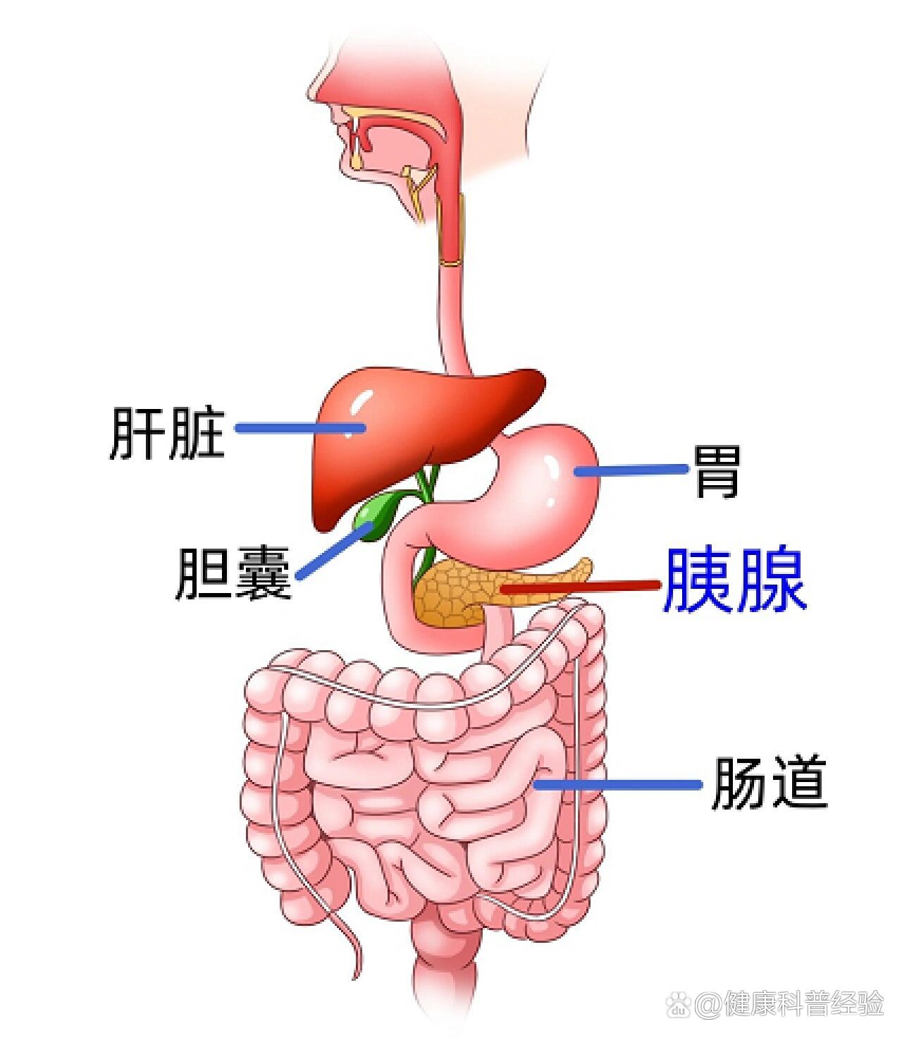 胃和胰腺不舒服的区别图片